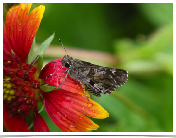 Nysa Roadside-Skipper